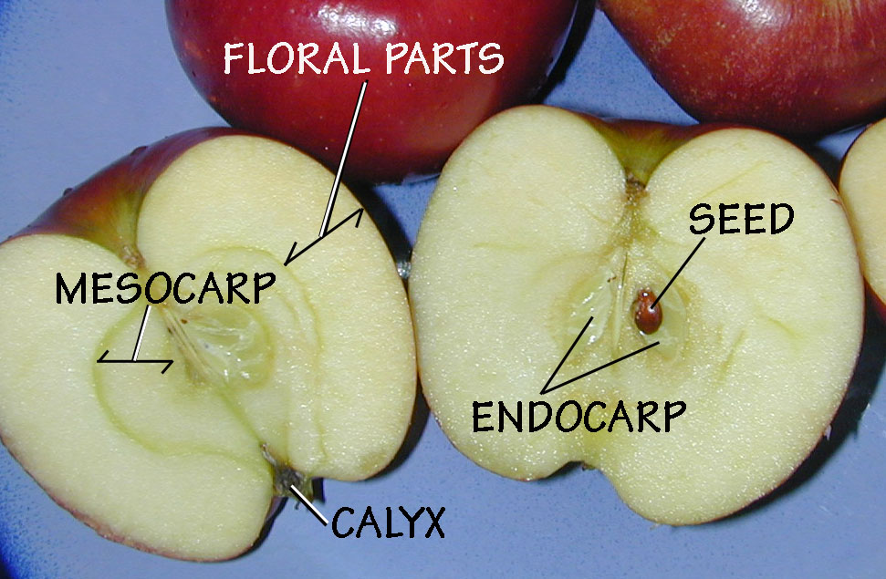 Diagram of an apple, a type of pome.